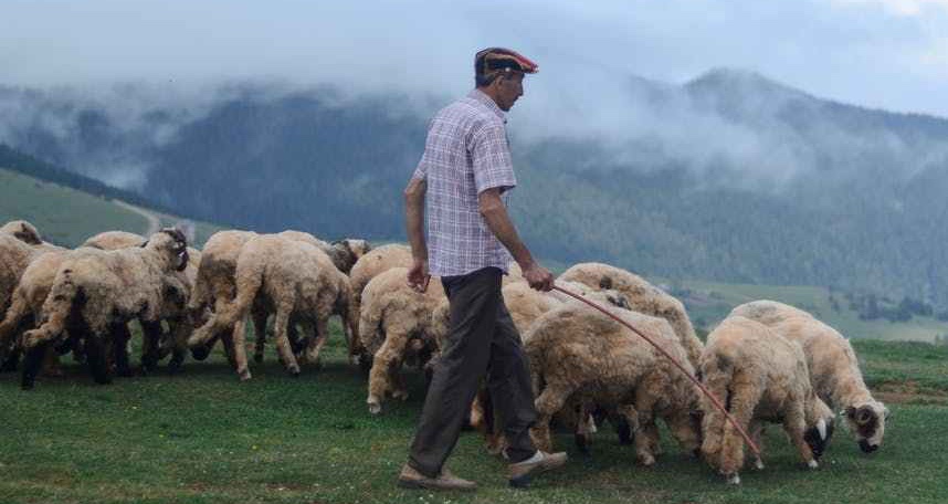 The Wisdom of the Shepherd