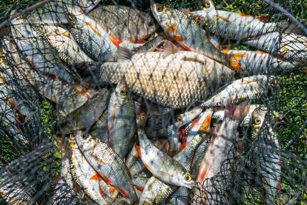 Fish in the Net!